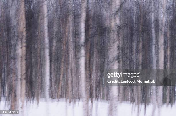 aspen (populus sp.) and birch (betula sp.) tree trunks in snow - interior alaska bildbanksfoton och bilder