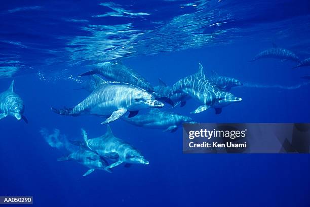 bottle-nosed dolphins (tursiops truncatus) - ogasawara islands stock pictures, royalty-free photos & images