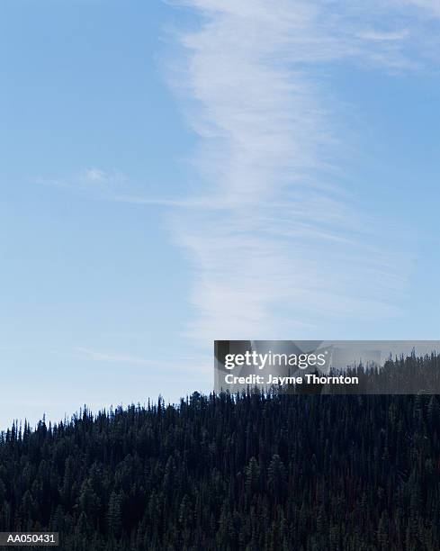 usa, montana, line of alpine trees (pinus cembra) - cembra stock pictures, royalty-free photos & images