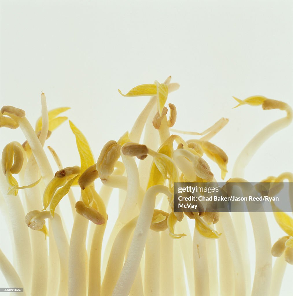 Bean sprouts, close-up