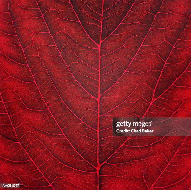 amaranth leaf (amaranthus tricolour), detail - amaranthus stock pictures, royalty-free photos & images