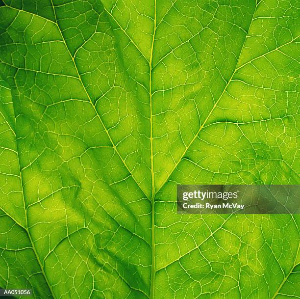 spinach leaf, detail - 葉脈 ストックフォトと画像