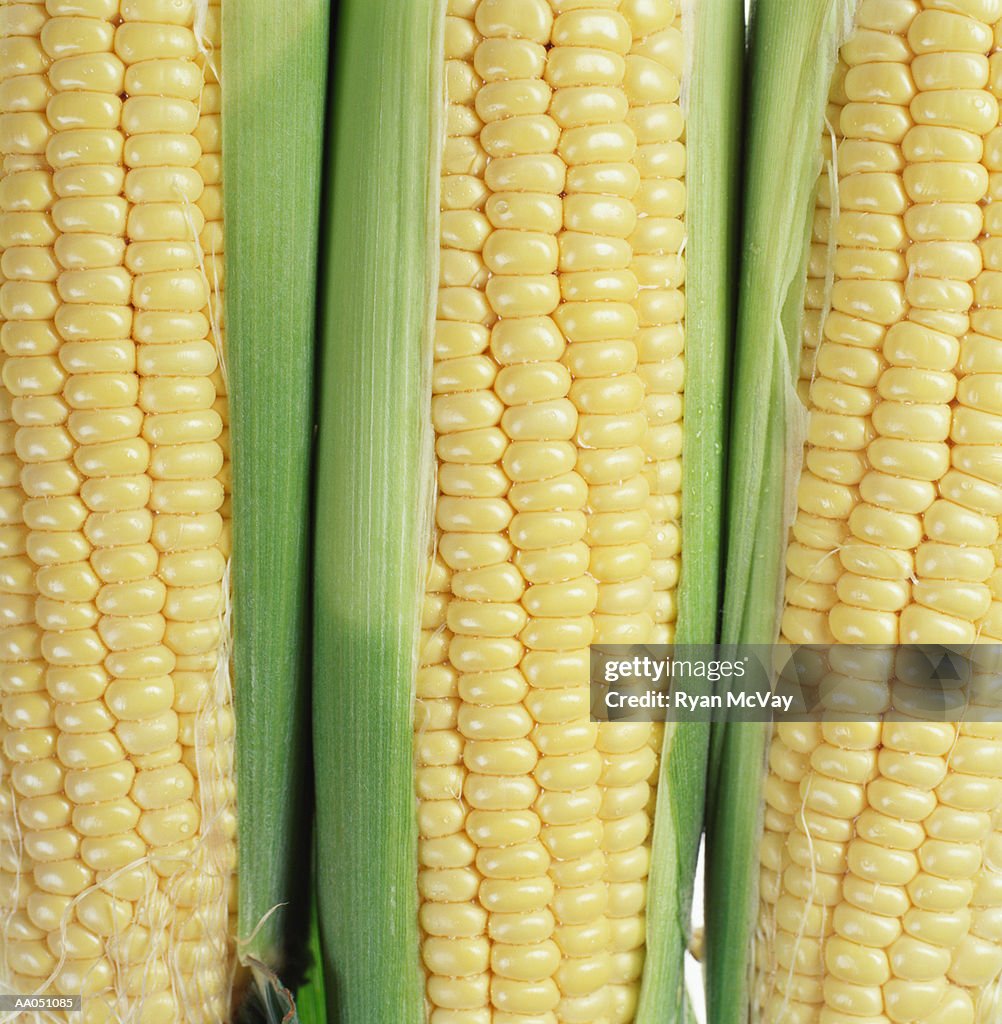 Ears of corn in husks, close-up