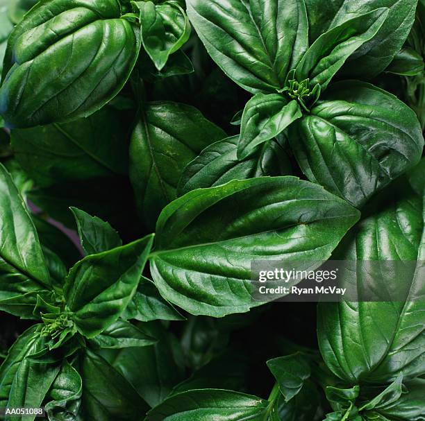 basil, close-up - parte de planta imagens e fotografias de stock