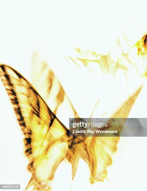 butterflies (danus sp, long exposure) - ausgebleicht stock-grafiken, -clipart, -cartoons und -symbole