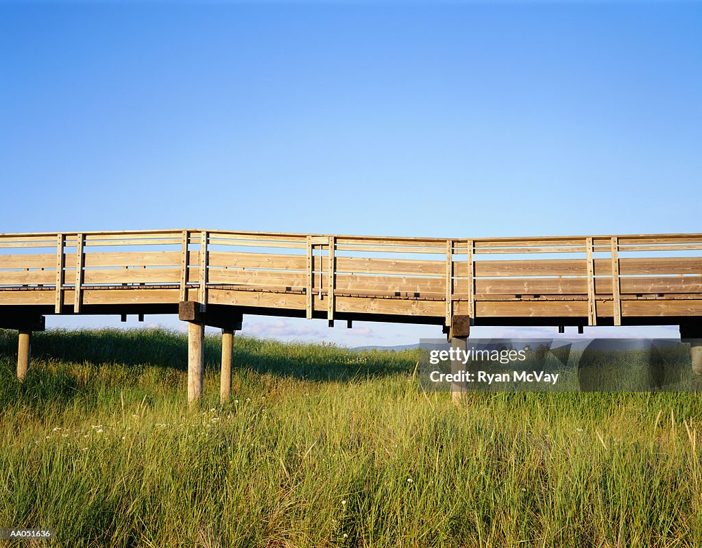 Boardwalk over tall grass, summer, Long Beach, Washington, USA