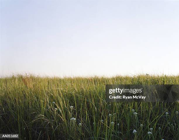 tall grass, long beach, washington, usa - timothy grass stock pictures, royalty-free photos & images