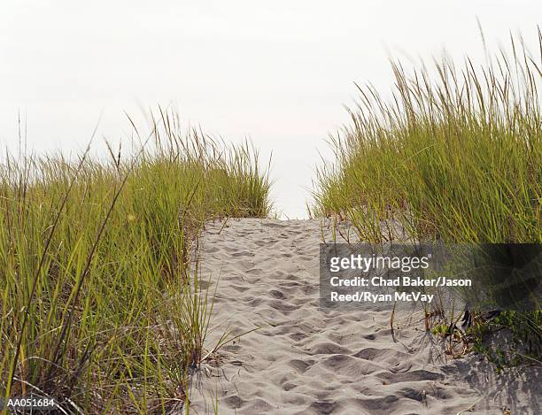 sandy trail surrounded by tall grass, long beach, washington, usa - baker beach stock pictures, royalty-free photos & images