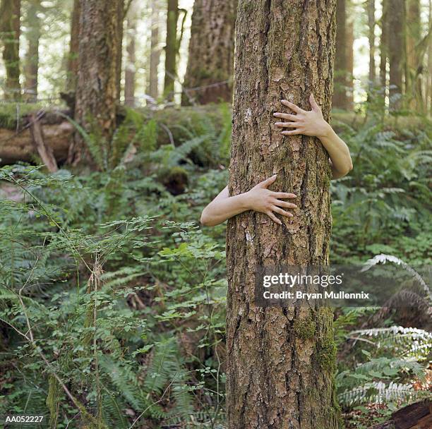 young woman embracing tree, oregon, usa (selective focus) - willamette national forest stock pictures, royalty-free photos & images