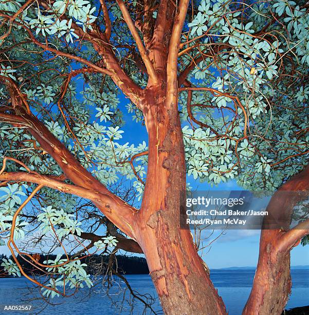 madrona (arbutus sp.) tree, close-up, washington, usa - madroño del pacífico fotografías e imágenes de stock