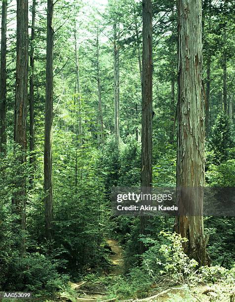 japanese cedar (cryptomeria japonica) grove, agematsu, nagano, japan - cedar stock pictures, royalty-free photos & images