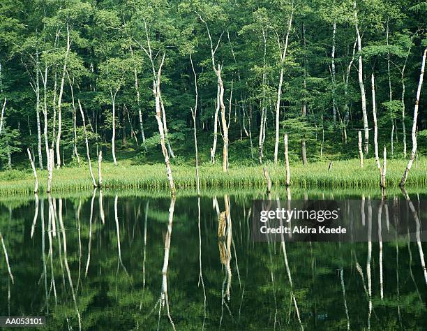 white birch (betula pendula) grove reflecting in pond - togakushi stock pictures, royalty-free photos & images