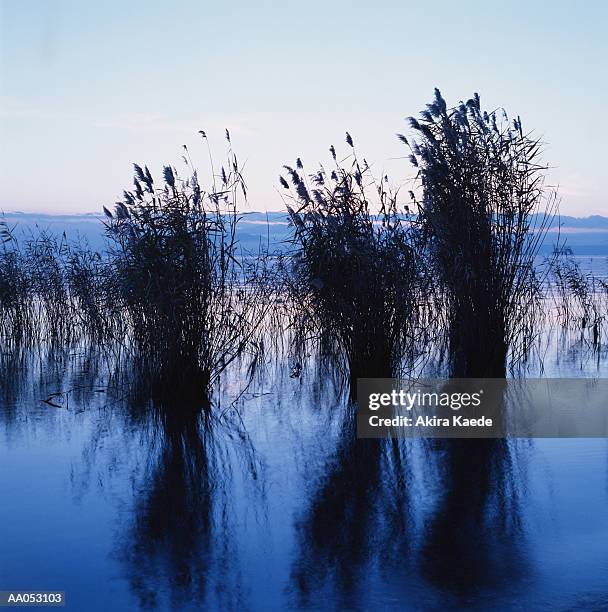 reeds reflecting in lake biwa, dawn, shiga, japan - shiga prefecture ストックフォトと画像