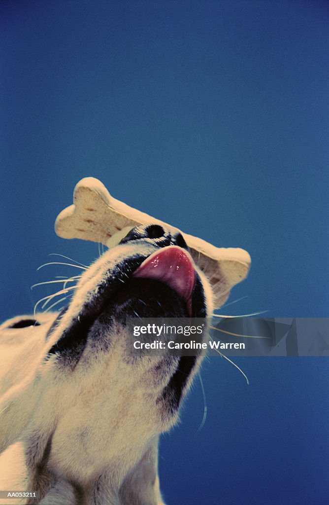 Yellow Labrador retriever balancing biscuit on nose, low angle view