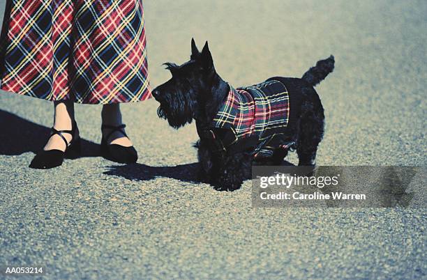 woman and scottish terrier wearing plaid, low section - dog coat stock pictures, royalty-free photos & images