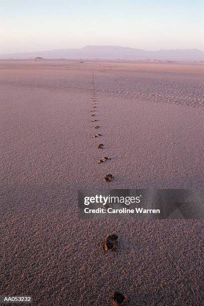 africa, namibia, skeleton coast, jackal tracks in dirt - kunene region bildbanksfoton och bilder