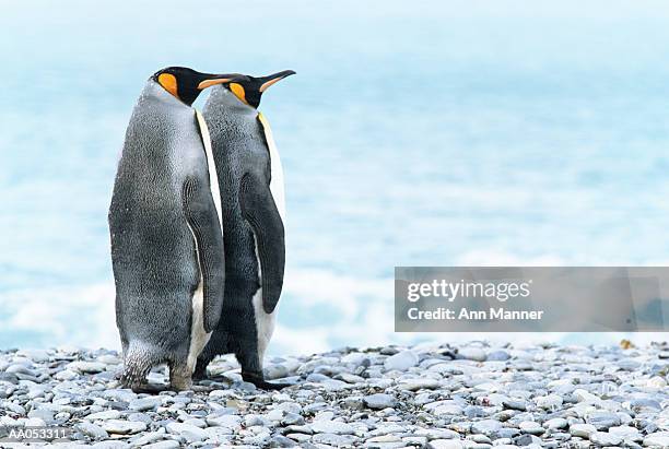 king penguins (aptenodytes patagonicus) south georgia island - isole dell'oceano atlantico meridionale foto e immagini stock