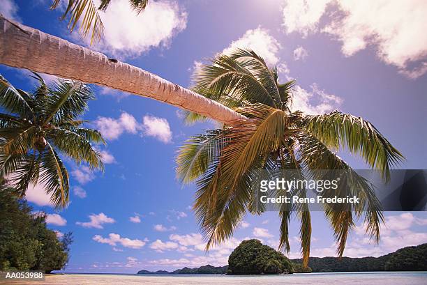 micronesia, palau, palm tree overhanging ocean - überhängend stock-fotos und bilder