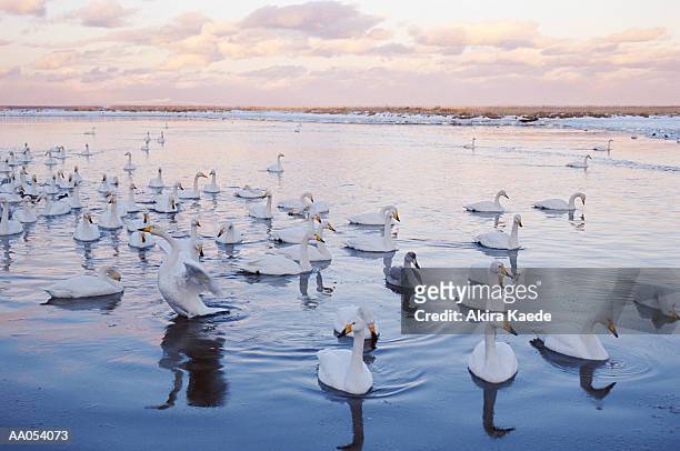 whooper swans (cygnus cygnus) on lake, sunset - whooper swan stock-fotos und bilder