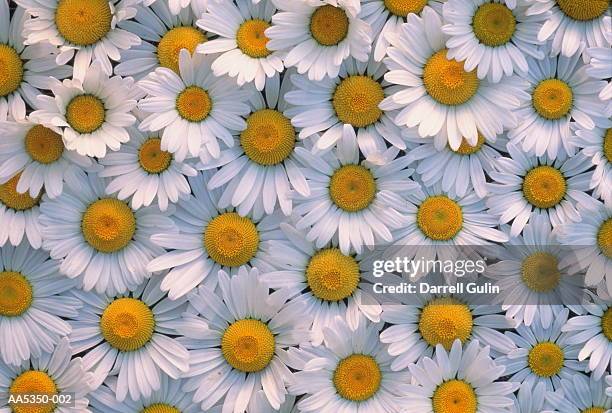 shasta daisies (compositae sp.) (full frame) - chrysanthemum superbum stock-fotos und bilder