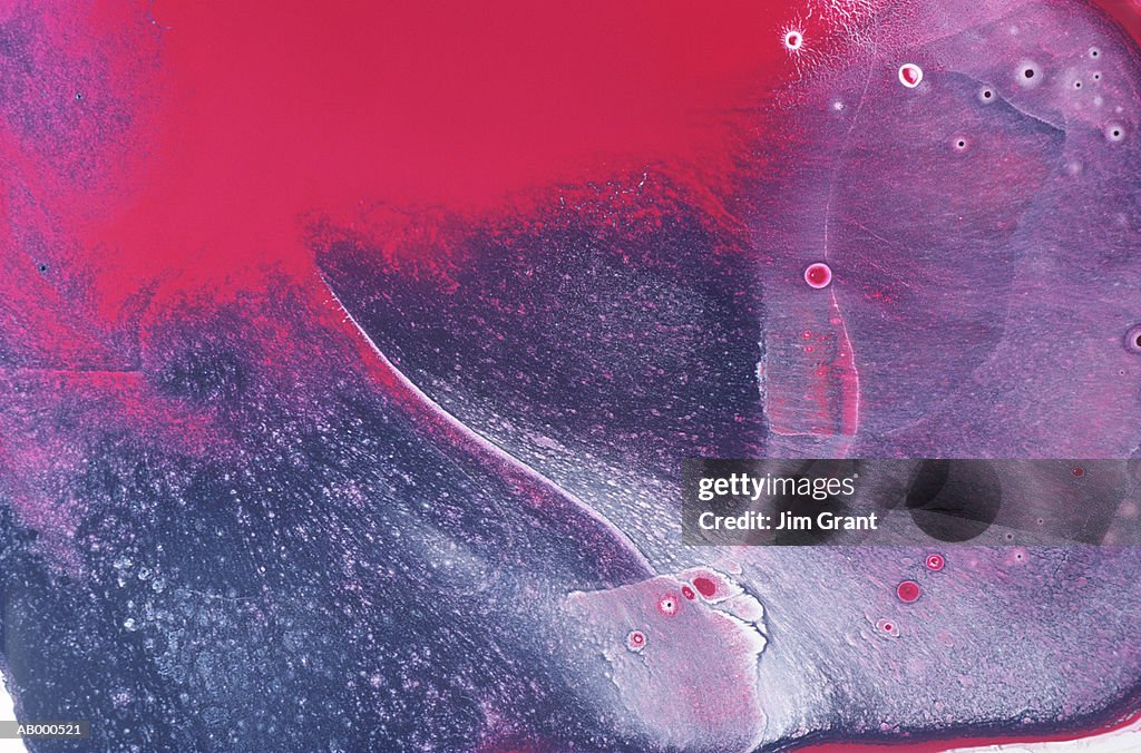 Splotch Body Pattern Red Splotch High-Res Vector Graphic - Getty Images