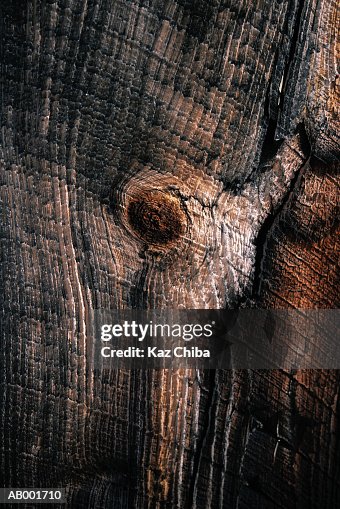 Tree Bark Tree Bark