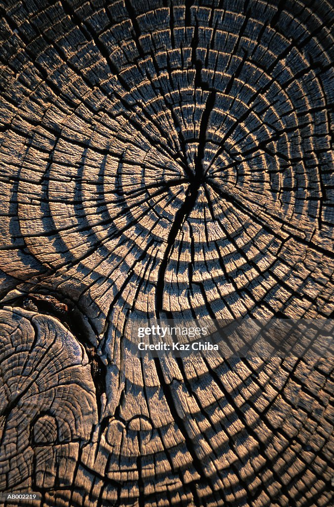 Close-Up of Dry Tree Rings
