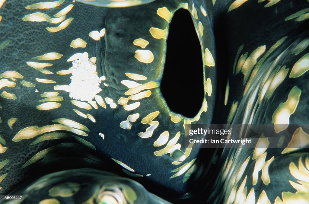 Giant Clam Siphon