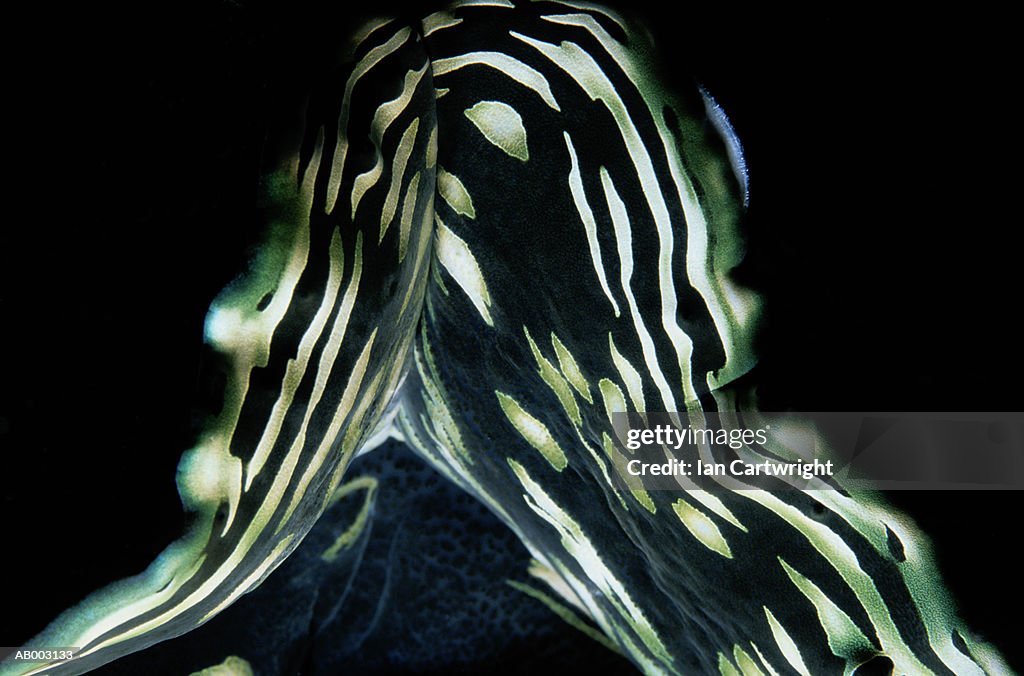 Detail of Giant Clam -- Maldives