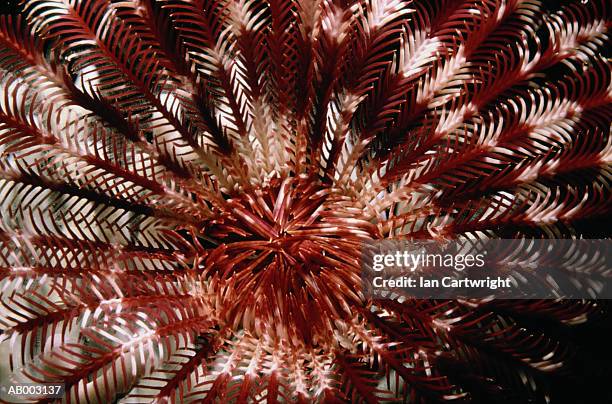 feather star -- maldives - crinoid stock pictures, royalty-free photos & images