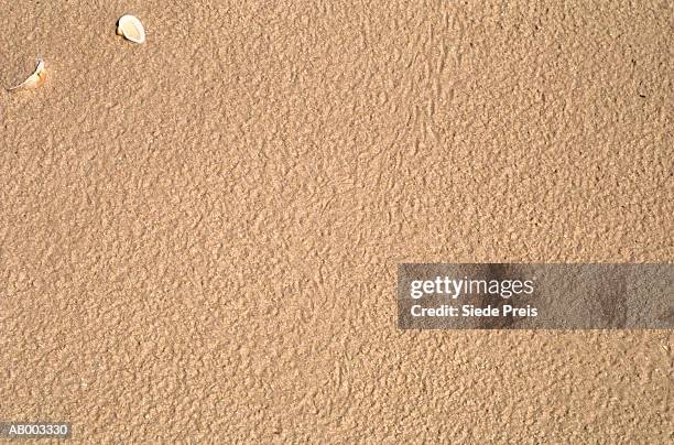 616 Smooth Shell Stock Photos, High-Res Pictures, and Images - Getty Images