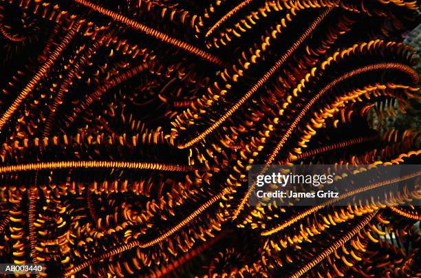 close-up of crinoid - crinoid stock pictures, royalty-free photos & images