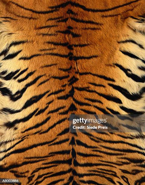 bengal tiger fur - tiger print stock pictures, royalty-free photos & images