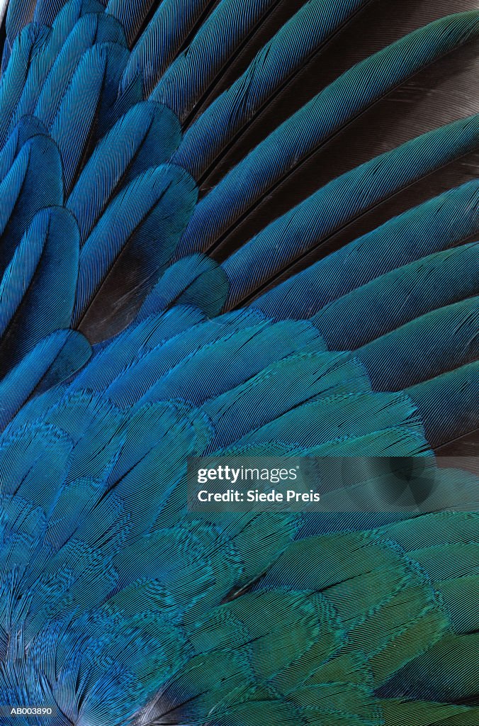 Purple Gallinule Feather Detail