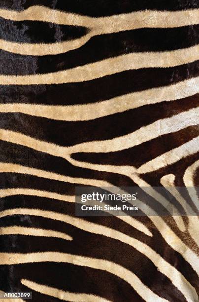 zebra hide - zebra stock pictures, royalty-free photos & images