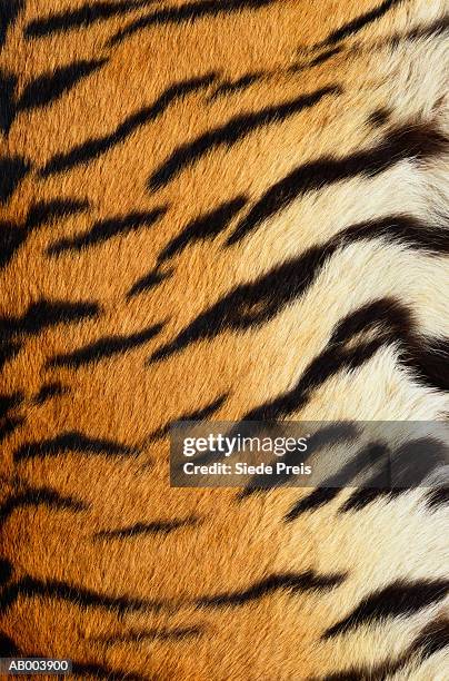 siberian tiger fur - tiger print stock pictures, royalty-free photos & images