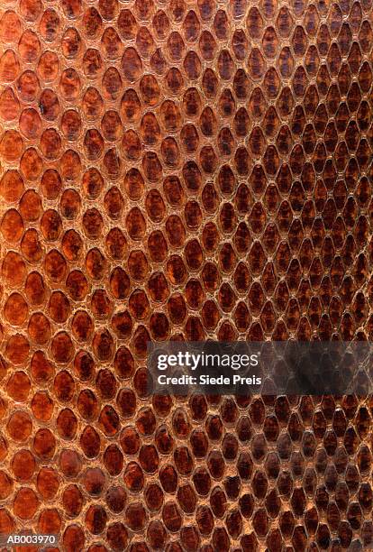 snake skin - reptile pattern foto e immagini stock