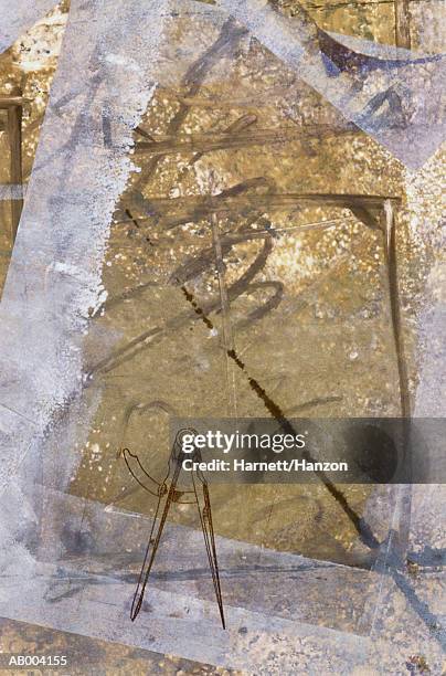 160 Confused Compass Stock Photos, High-Res Pictures, and Images ...