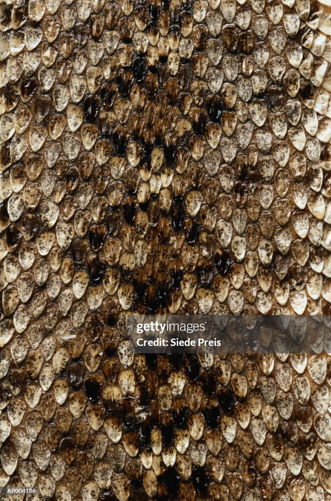 Snake Skin