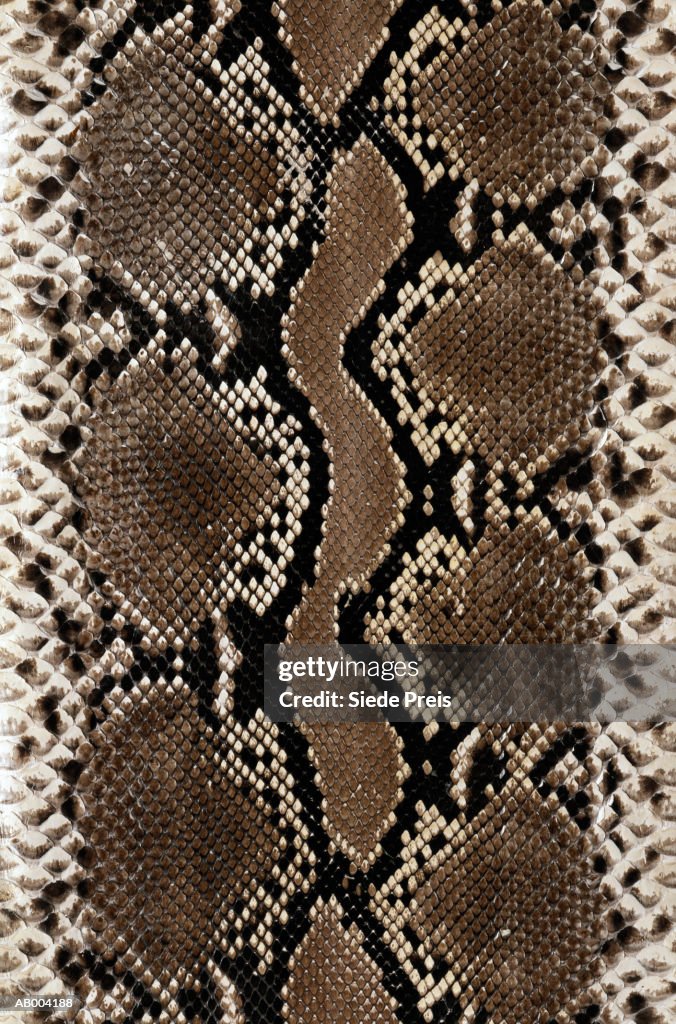 Snake Skin