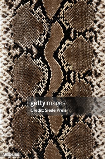 Snake Skin Snake Skin