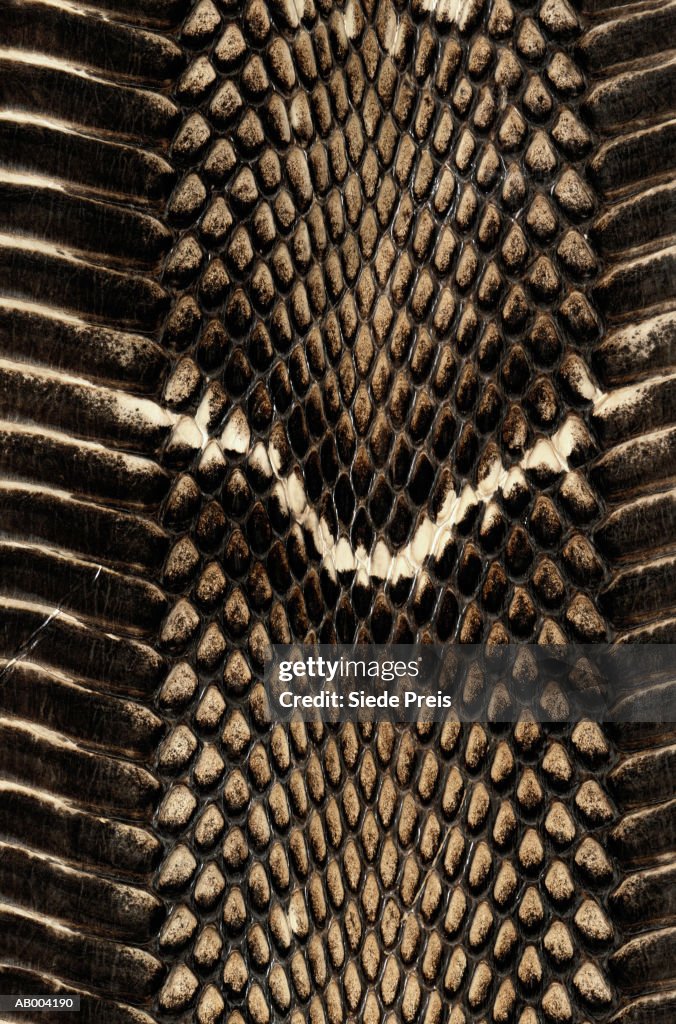 Snake Skin