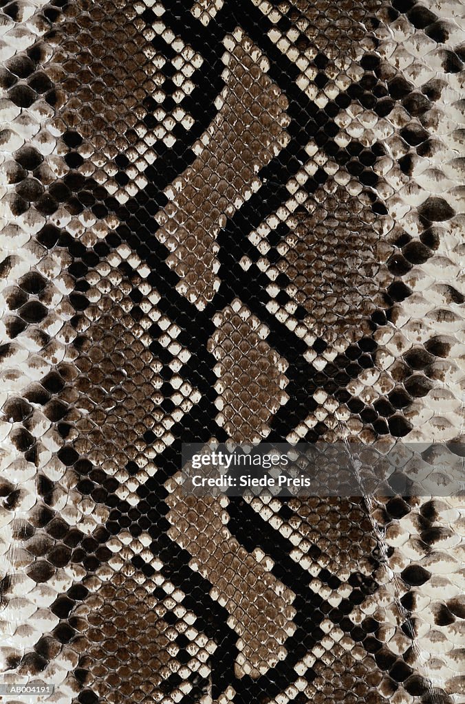 Snake Skin