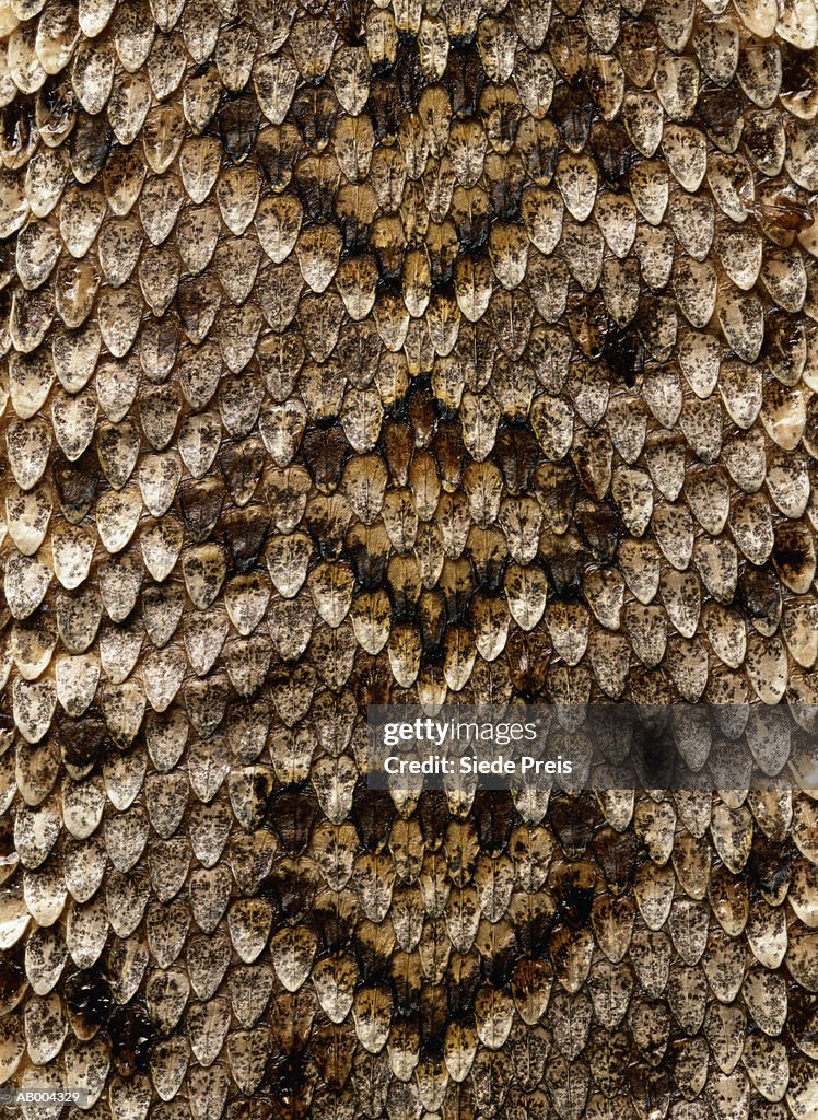 Snake Skin Detail