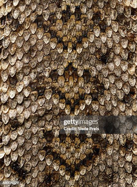 snake skin detail - western diamondback rattlesnake stock pictures, royalty-free photos & images