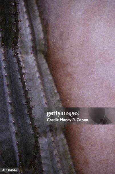 cactus detail - nancy green stock-fotos und bilder