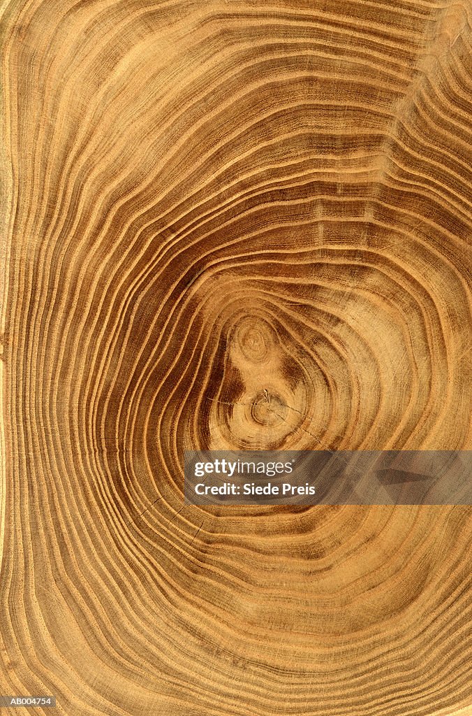 Close-Up of Tree Rings