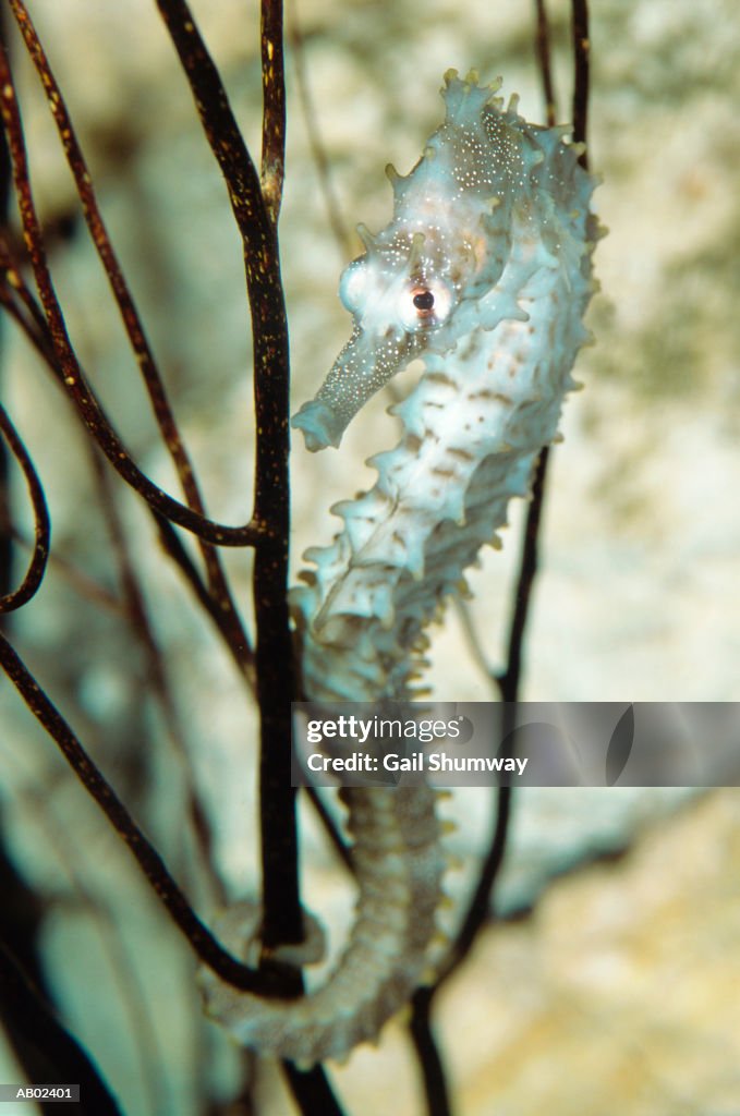 Lined seahorse (Hippocampus erectus)