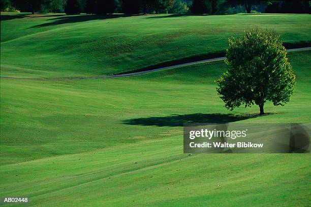 tree in field, summer - pigeon forge stock-fotos und bilder