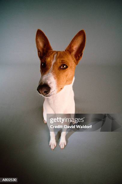 basenji dog - basenji ストックフォトと画像